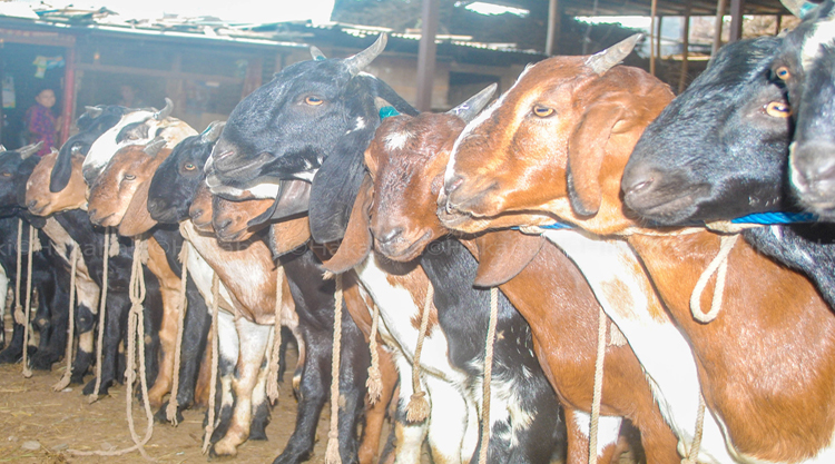 दशैंको चहलपहल सुरु, काठमाडौं भित्रिदै खसीबोका 