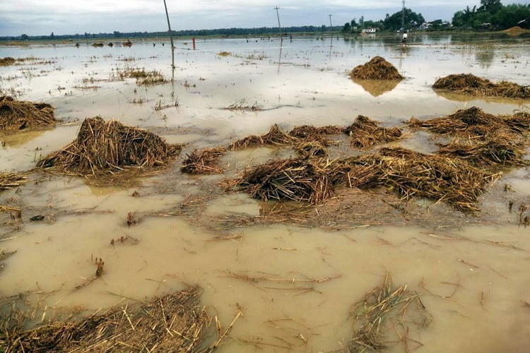 अविरल वर्षाले धानबालीमा क्षति