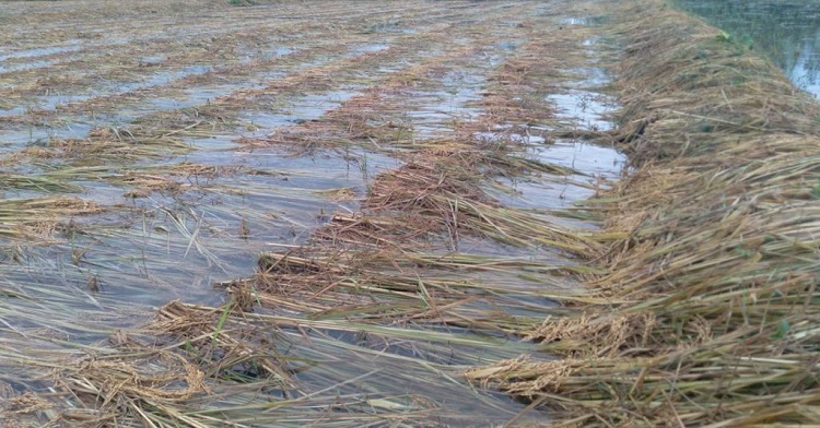 बेमौसमी वर्षा : गुल्मीमा डेढ करोडको धान क्षति   