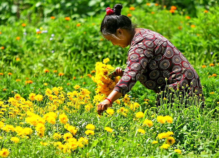 मागको ८० प्रतिशत फूल पोखरा आसपासमा नै उत्पादन