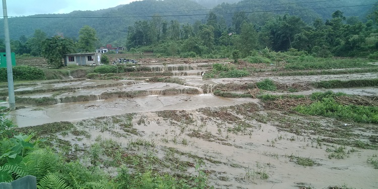 ‘न खेतका धानमा दाना लाग्ने भो, न त बारीको कोदो नै रह्यो’