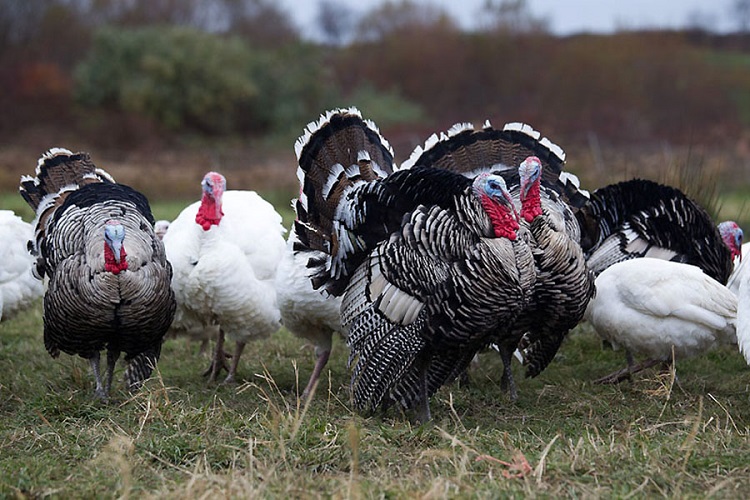 टर्कीपालनबाट मासिक डेढ लाख आम्दानी
