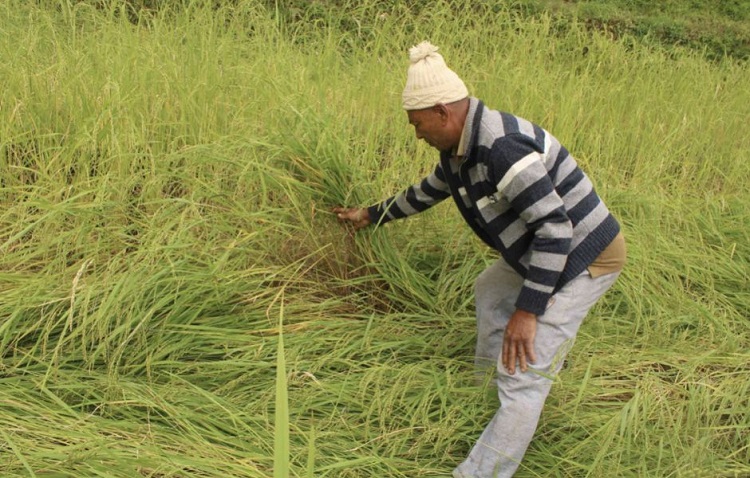 वर्षाले अन्नबालीमा मात्रै बैतडीमा दुई करोड बढीको क्षति