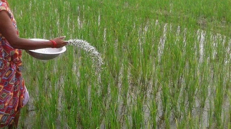युरिया मलको चर्को अभाव, किसान आक्रोसित