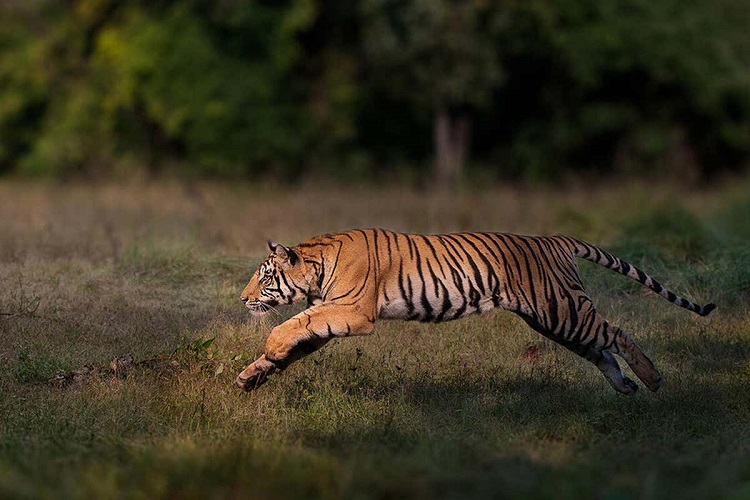 बाघको आक्रमणबाट एकको मृत्यु