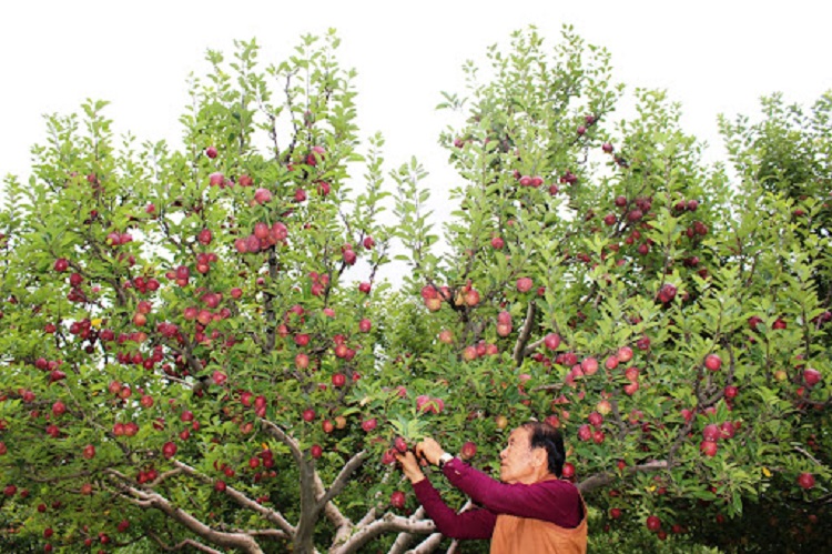मुस्ताङमा स्याउ उत्पादन बढ्यो