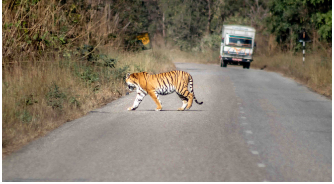 बाँकेमा बाघ आतङ्क : तीन महिनामा तीन जनाको लियो ज्यान