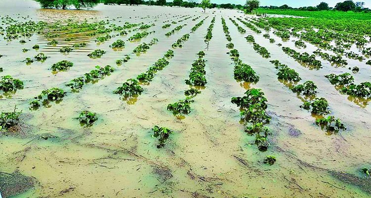 असिना पानीले तरकारी र हिउँदेबाली नष्ट