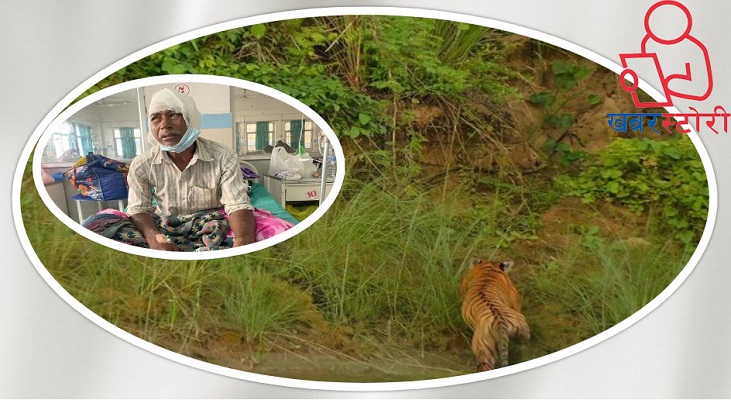बाघलाई लौरोले हानेर ज्यान बचाउन सफल पूर्वी नवलपुरका टकबहादुरको कथा