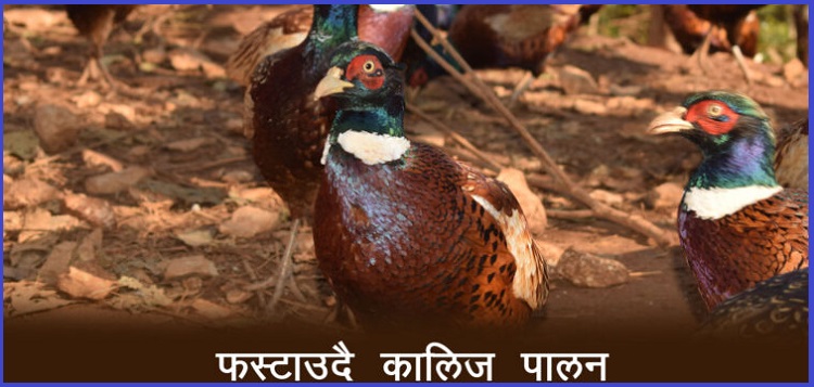 दुग्ध व्यवसाय छोडेर कालिज पालनमा रमाएका सुनिलकुमारको कथा