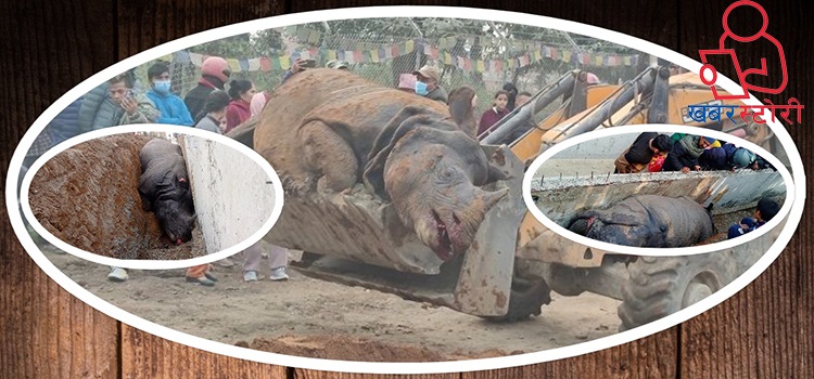 सडक नालीमा मरेको गैडाको कथा, आखिर दोषी को ?