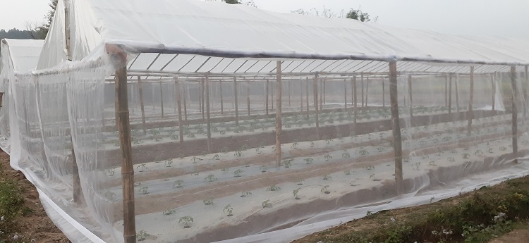 बजार अभावमा किसान पीडित