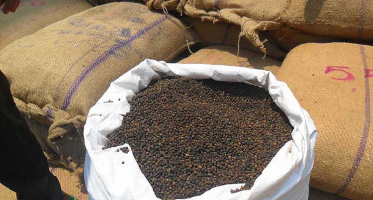 सरकारी अनुदानले सुपारी खेतीमा आकर्षण