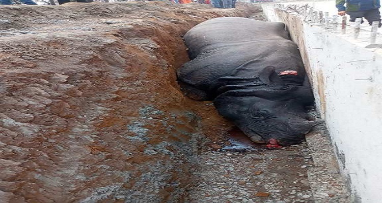 चितवन गैँडा प्रकरणः निर्माण कम्पनीका सञ्चालकविरुद्व पक्राउ पुर्जी जारी