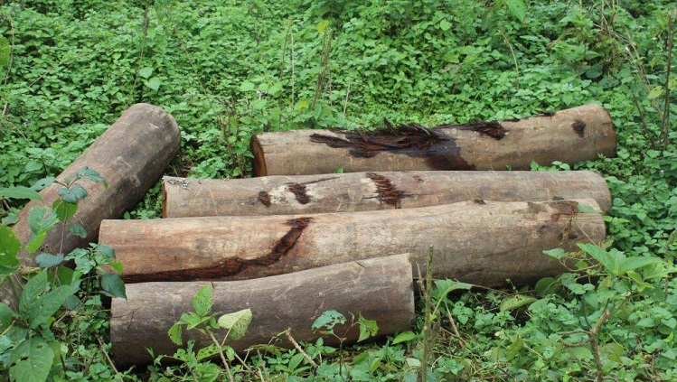 डिभिजन वन कार्यालयकै मिलेमतोमा काठ लुकाइयो