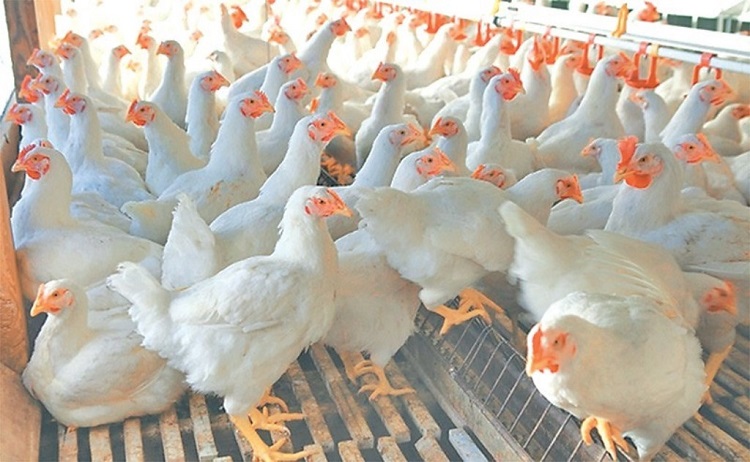 गोकर्णेश्वरमा बर्ड फ्लू संक्रमण पुष्टि