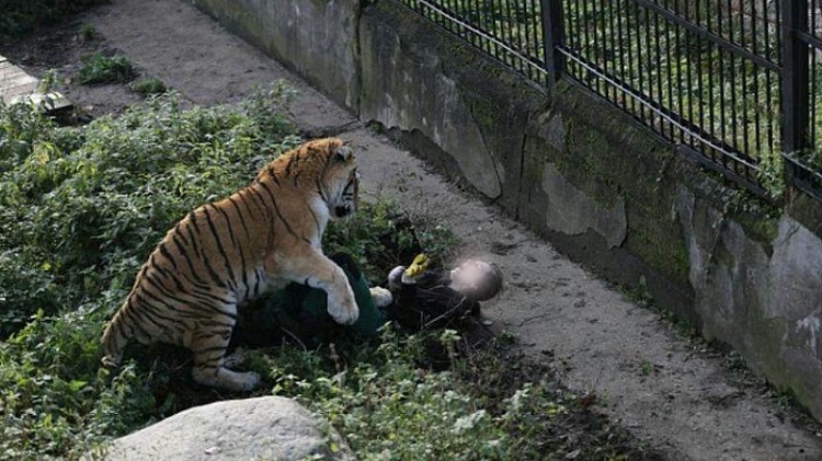 बाघको आक्रमणबाट बाँकेमा एक जनाको मृत्यु