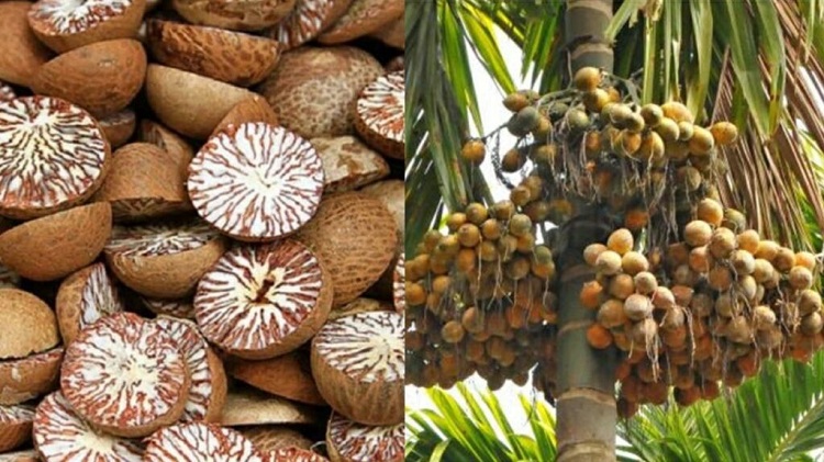 विदेशी सुपारीको आयात बन्द गर्न सुपारी जोनको माग