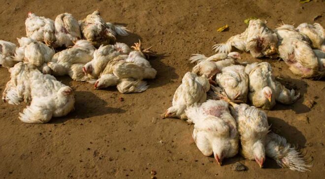 पोखरामा बर्डफ्लु पुष्टि