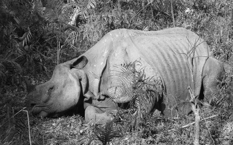 कावासोतीमा मृत गैँडा फेला