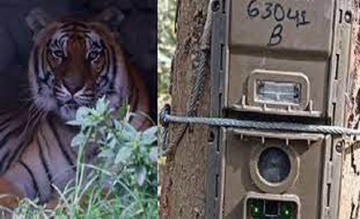 बाघ गणनालाई राखिएका स्वचालित क्यामेरा हराए