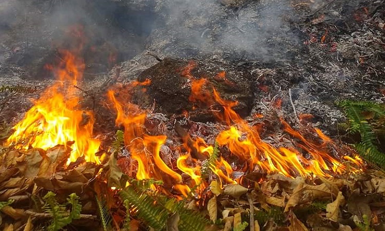 लमजुङकाे चिसापानी सामुदायिक वनमा भीषण डढेलाे