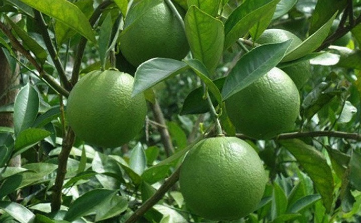 कागतीको मुल्य आकाशियो, महिनादिनमै १२५% ले वृद्धि