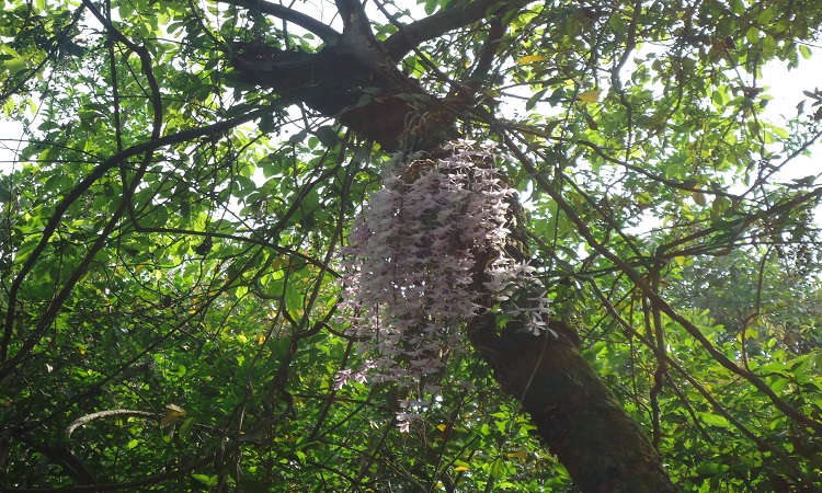 १ वैशाखमा मात्र फूल्ने सलहेश फूल हेर्नेको घुइँचो