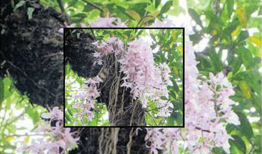 वैशाख १ मा मात्रै फुल्ने अनौँठो फूल