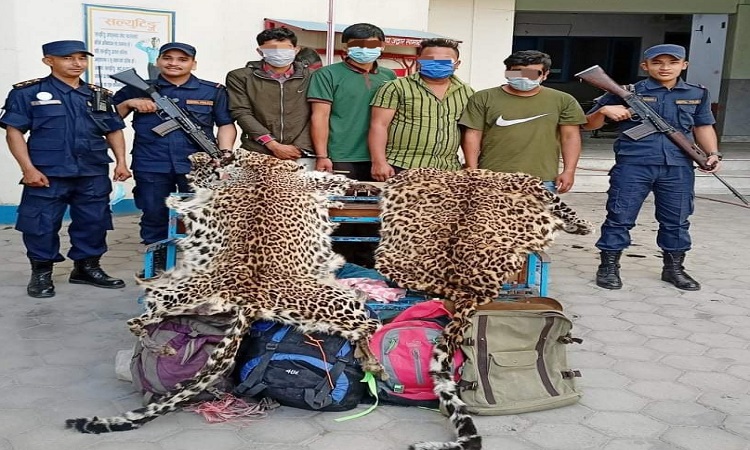 चितुवाको छाला र खप्परसहित गल्फुटारबाट चारजना पक्राउ