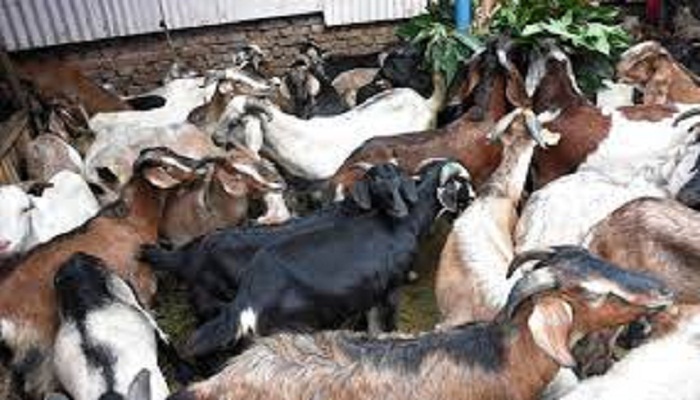 ९ महिनामा २ अर्ब ८० करोडभन्दा बढी खसी तथा माछाजन्य वस्तु नेपाल भित्रियो