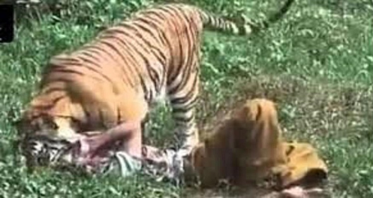 बाघको आक्रमणबाट एक जनाको मृत्यु