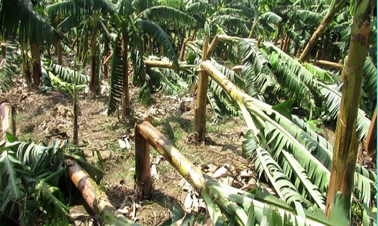 हावाहुरीबाट पाँच करोड रुपैयाँको केरा खेती नष्ट