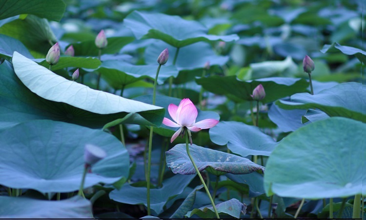 ५० वर्षपछि कमल पोखरीमा कमलको फूल