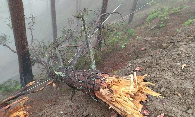 लुम्बिनीमा रुख ढल्दा कर्णालीमा विद्युत् सेवा अवरुद्ध