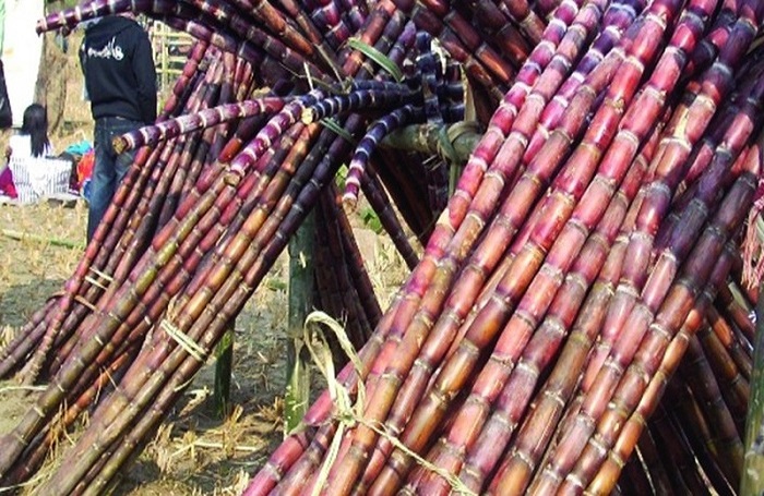 उखु किसानलाई  ८१ करोड अनुदान