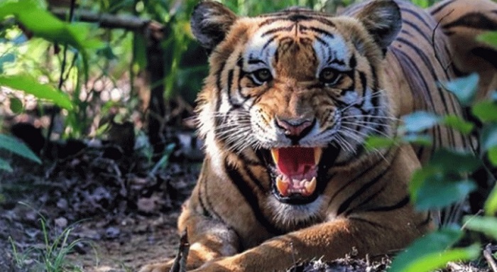 बाघ राख्ने खोरको अभाव ले उद्धार केन्द्रमा २ बाघ