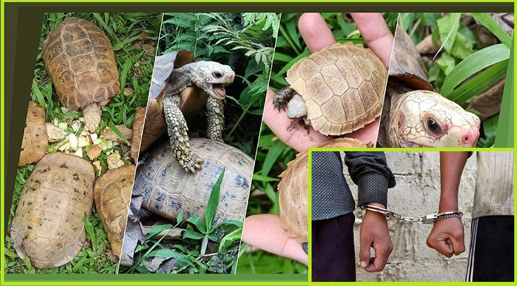 दश वटा जीवित कछुवाको बच्चासहित कोटेश्वरबाट दुई जना पक्राउ