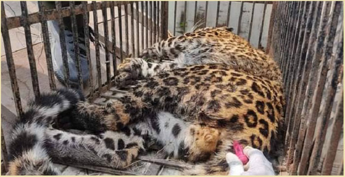 इटहरी बजारमा पसेको चितुवाको सकुशल उद्धार