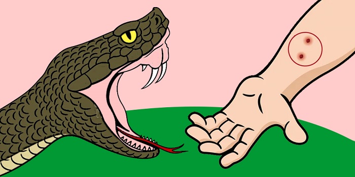 सर्पको डसाइबाट एक महिनामा तीन जनाको मृत्यु