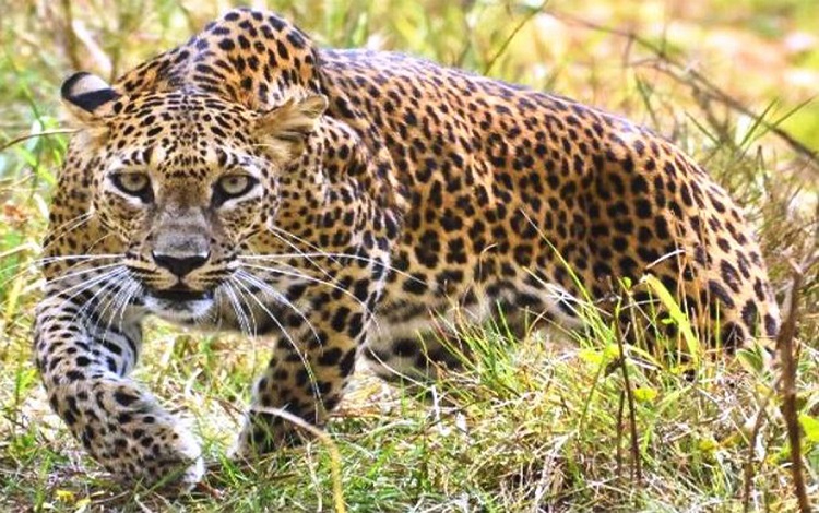 चितुवाको आतंक बढेसंगै आक्रमणबाट तीन वर्षमा ११ बालबालिकाको मृत्यु