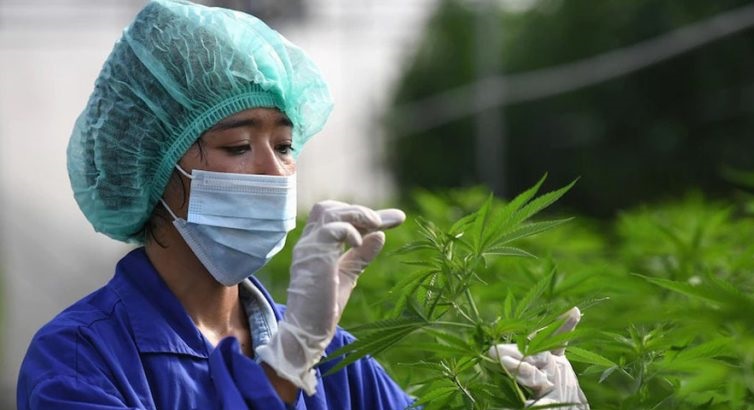 गाँजा खेतीबारे विशेष अध्ययन गर्दै सरकार