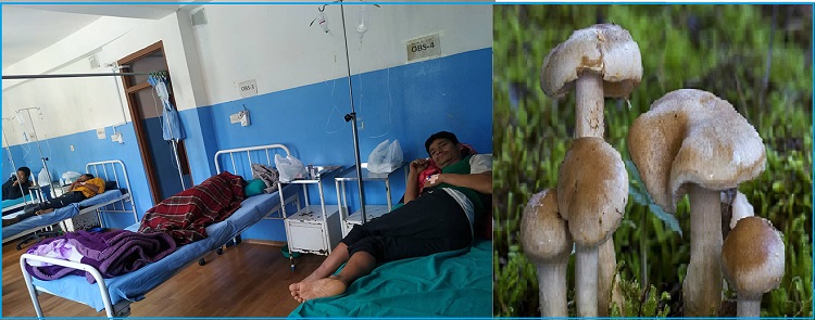 जंगली च्याउ खाँदा एकै परिवारका चारजना बिरामी