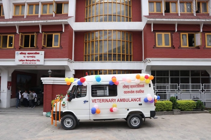 सडकमा घाइते जनावरलाई अब अस्पताल लैजान एम्बुलेन्स सेवा सुरू