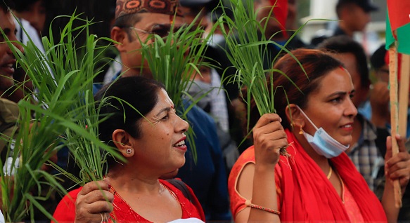 मलमा भएको कालोबजारीको नियन्त्रण माग गर्दै धानको बीउ बोकेर विरोध प्रदर्शन !!