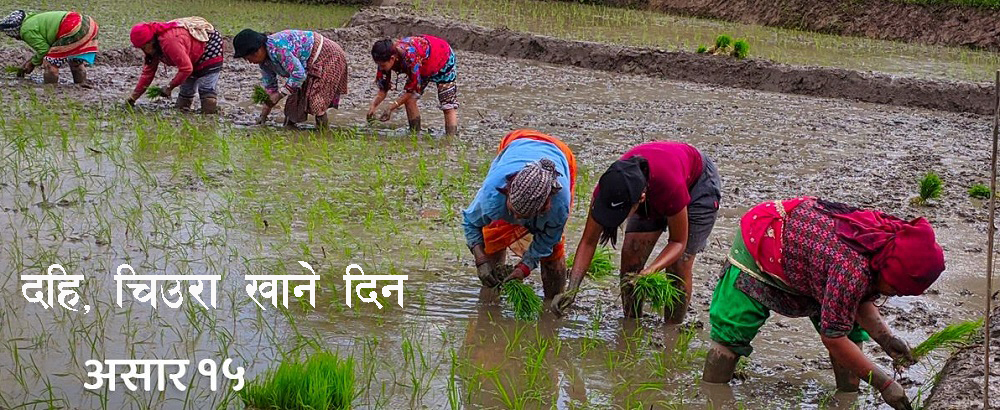 आज असार १५ः राष्ट्रिय धान दिवस मनाइँदै