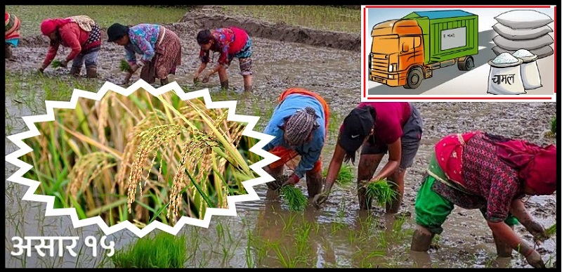 धान दिवसः उत्पादन लाखमा, आयात अर्बौंमा