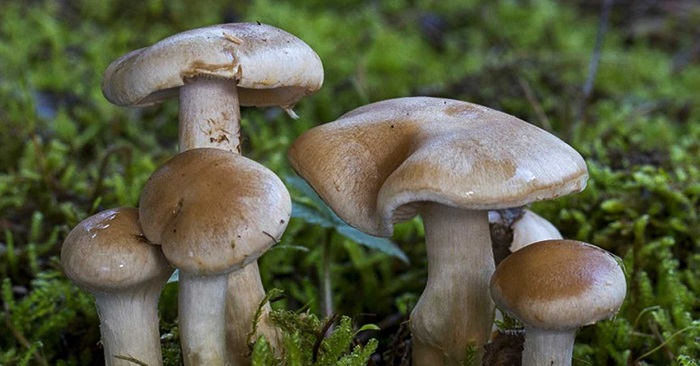 जंगली च्याउ खाँदा १५ जना बिरामी