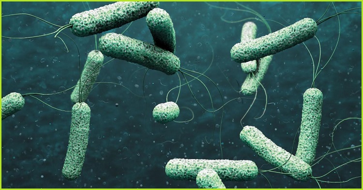 काठमाण्डौ उपत्यकामा १७ जनामा हैजा संक्रमण