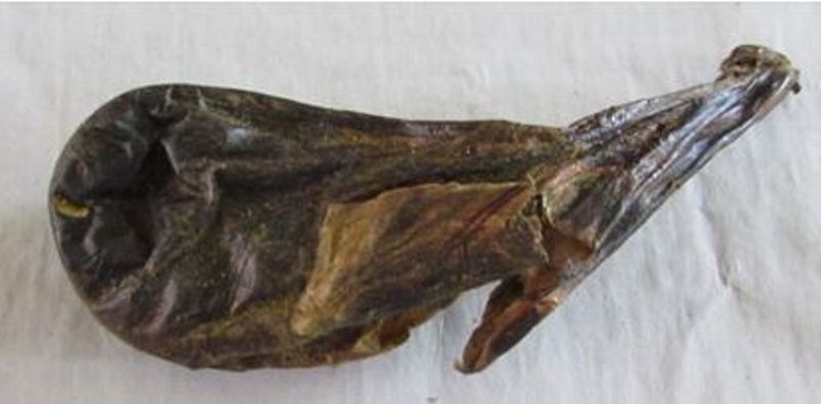 भालुको पित्तसहित दुईजना पक्राउ